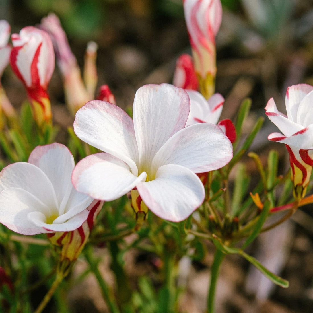 Sauerklee, Oxalis 'Versicolor'