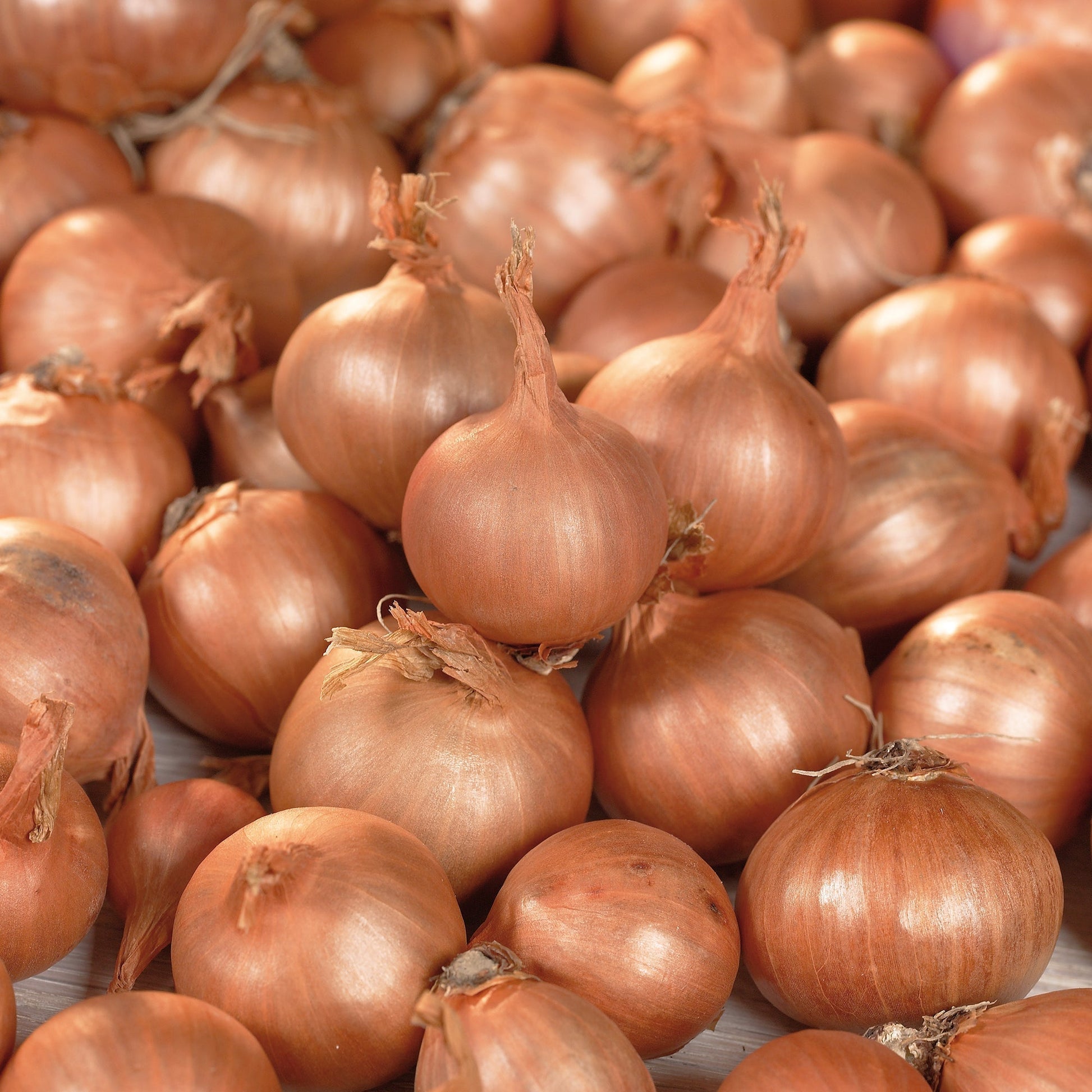 Schalotte 'Red Sun'