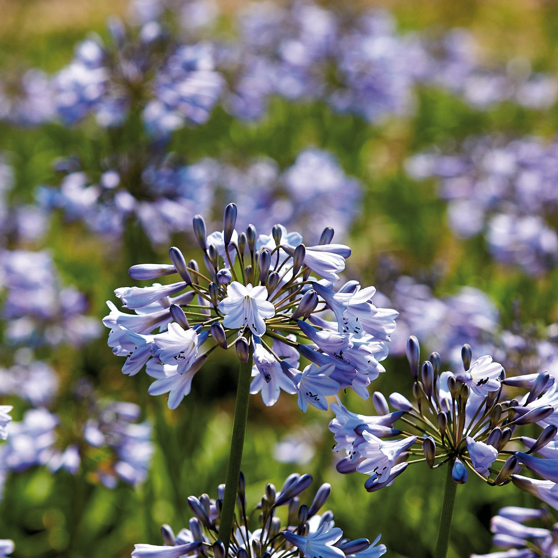 Schmucklilie 'Donau'