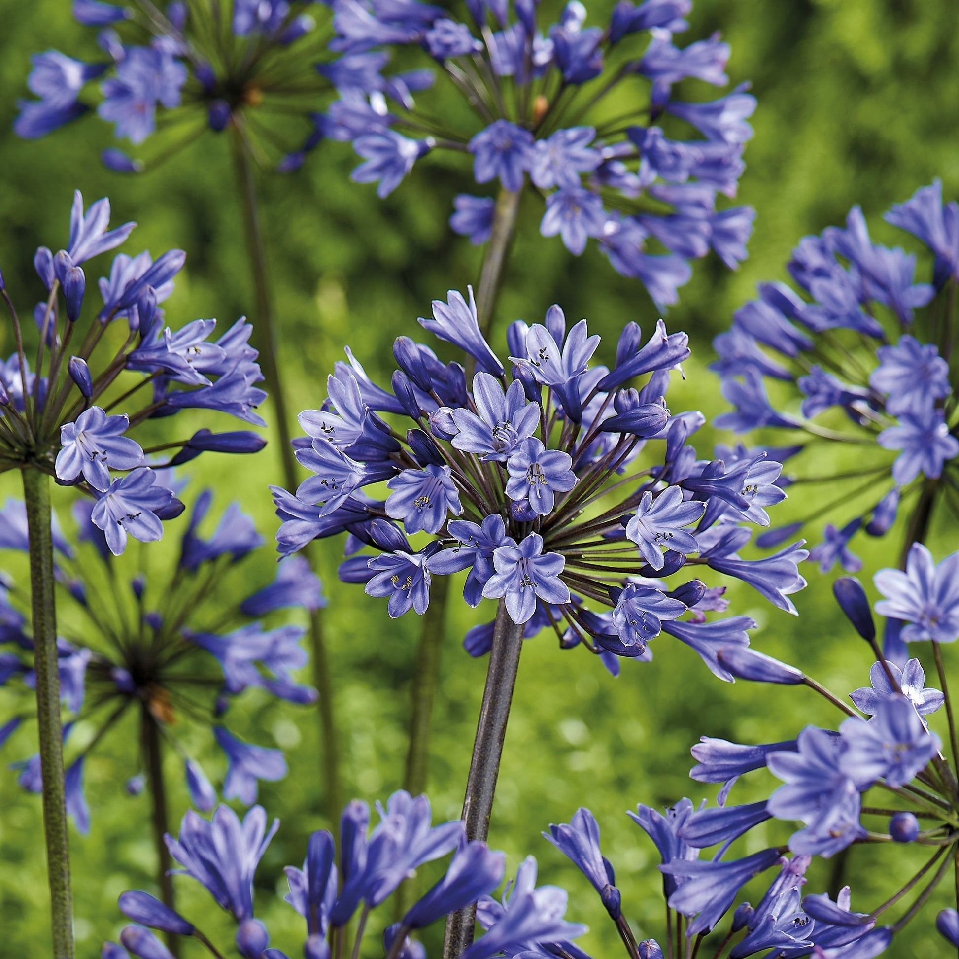 Schmucklilie 'Intermedia'