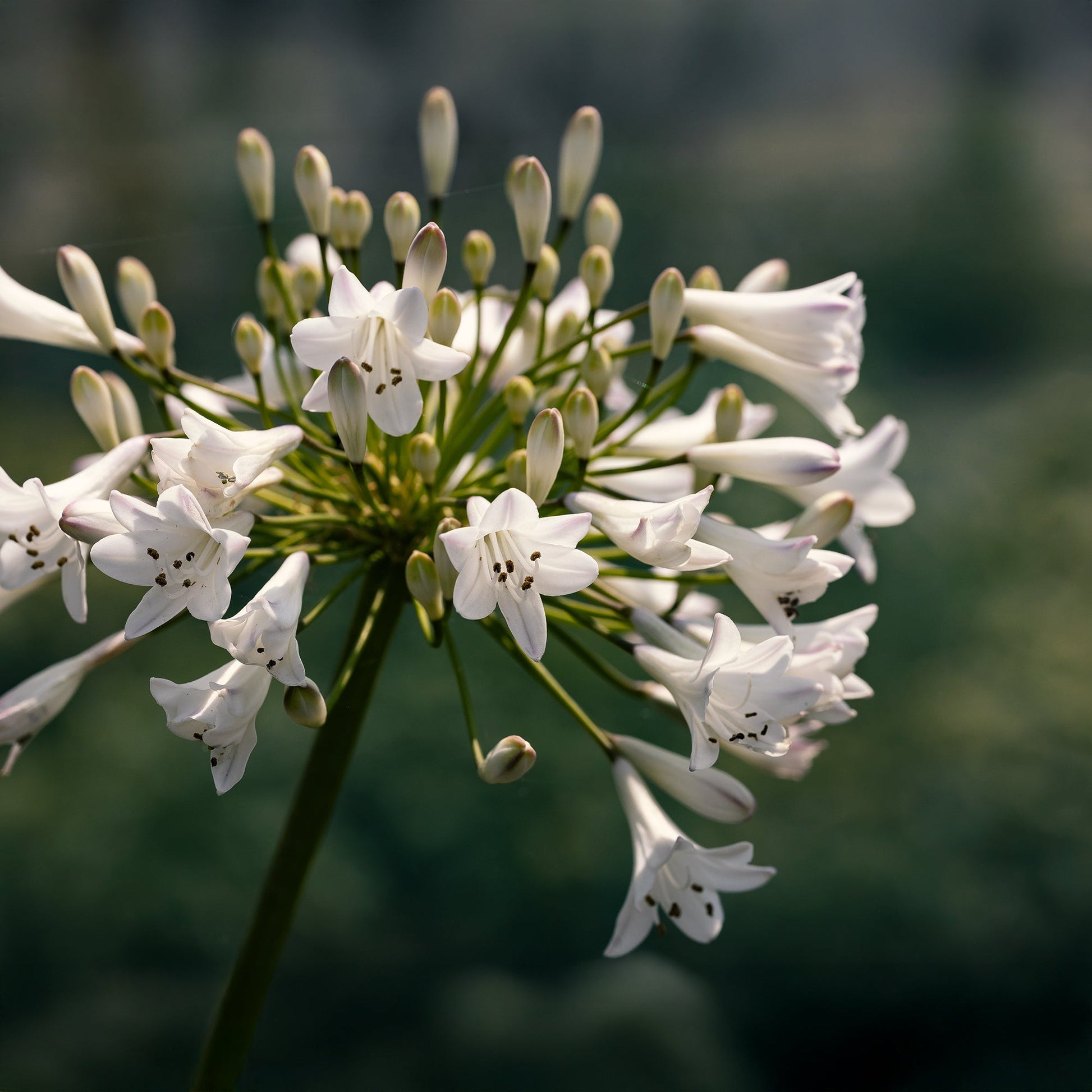 Schmucklilie 'Polar Ice'