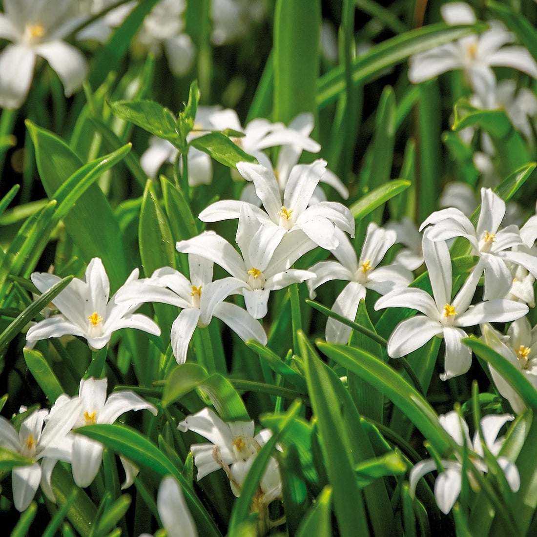 Schneeglanz, Chionodoxa 'Alba'