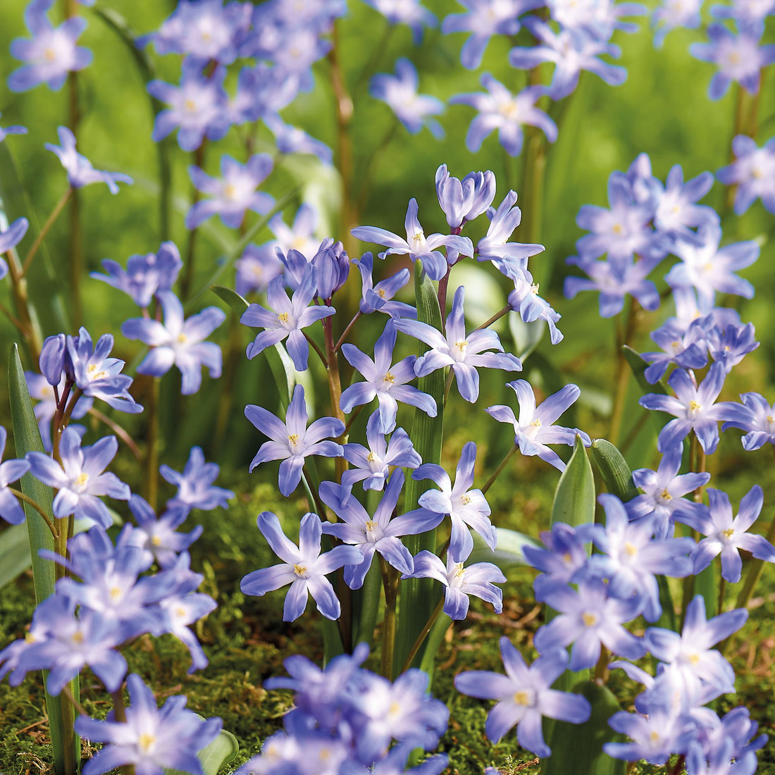 Schneeglanz, Chionodoxa 'Blue Giant'