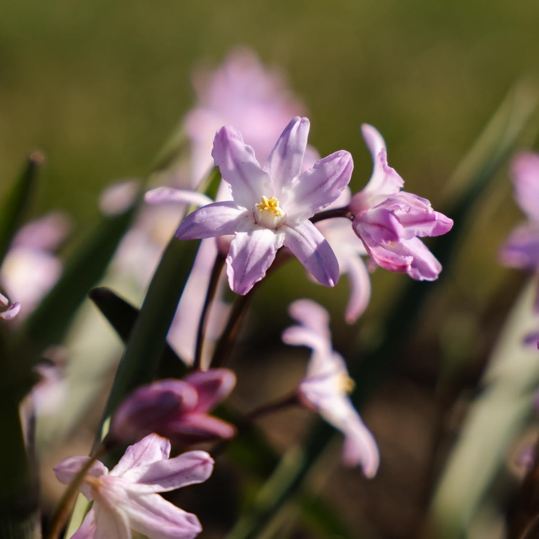 Schneeglanz, Chionodoxa 'Pink Giant'