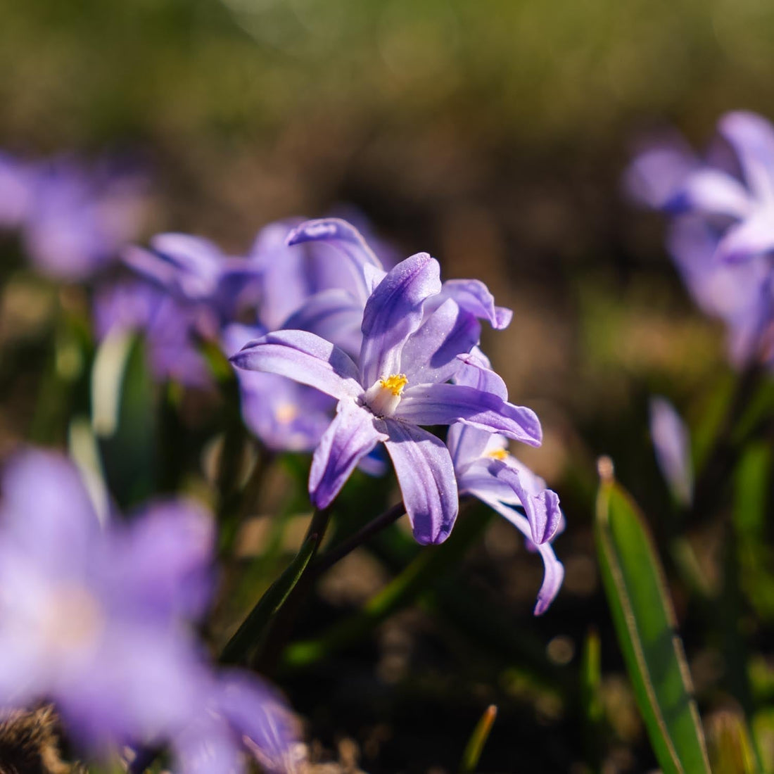 Schneeglanz, Chionodoxa 'Violet Beauty'