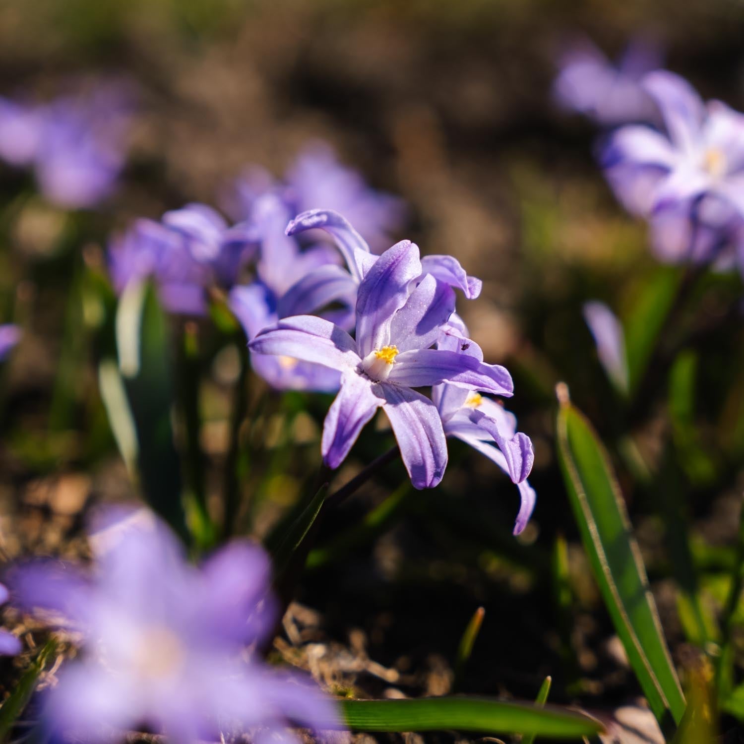 Schneeglanz, Chionodoxa 'Violet Beauty'
