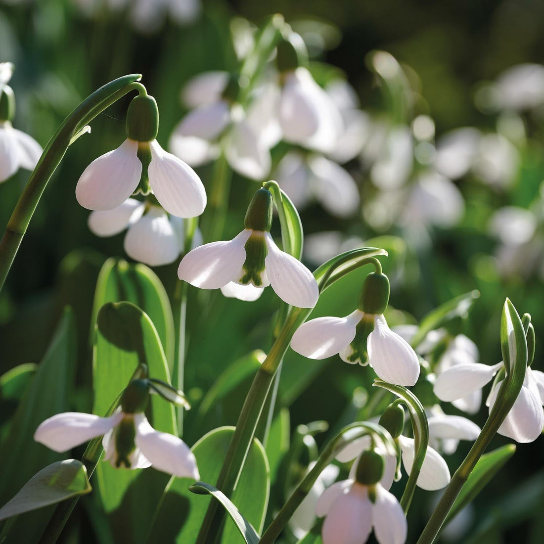 Schneeglöckchen, Galanthus 'Beluga'