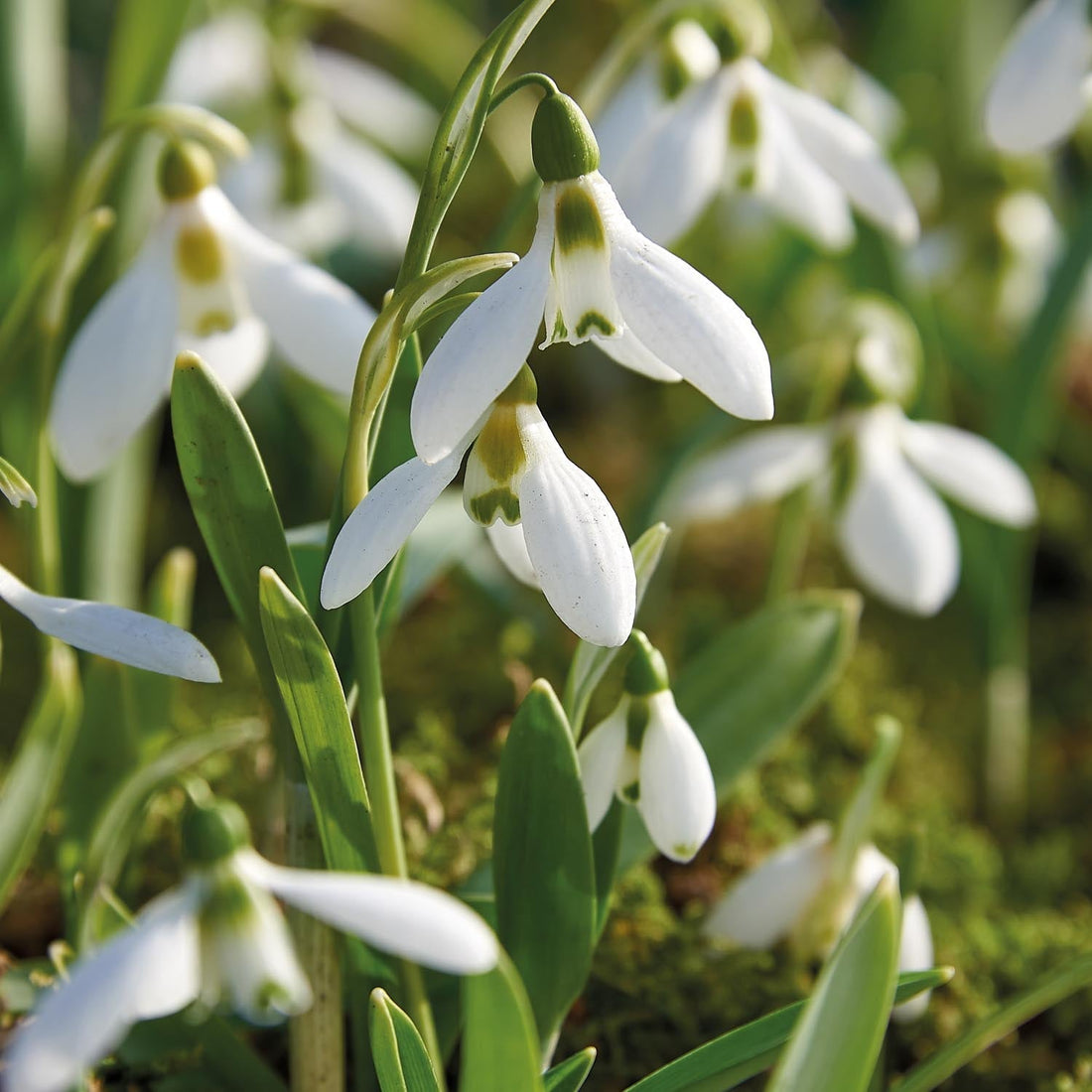 Schneeglöckchen, Galanthus 'Elwesii'