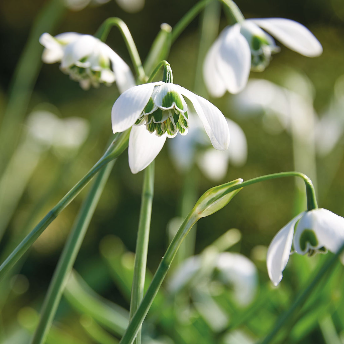 Schneeglöckchen, Galanthus 'Hippolyta'