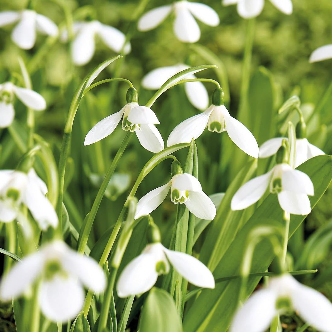 Schneeglöckchen, Galanthus 'Mount Everest'
