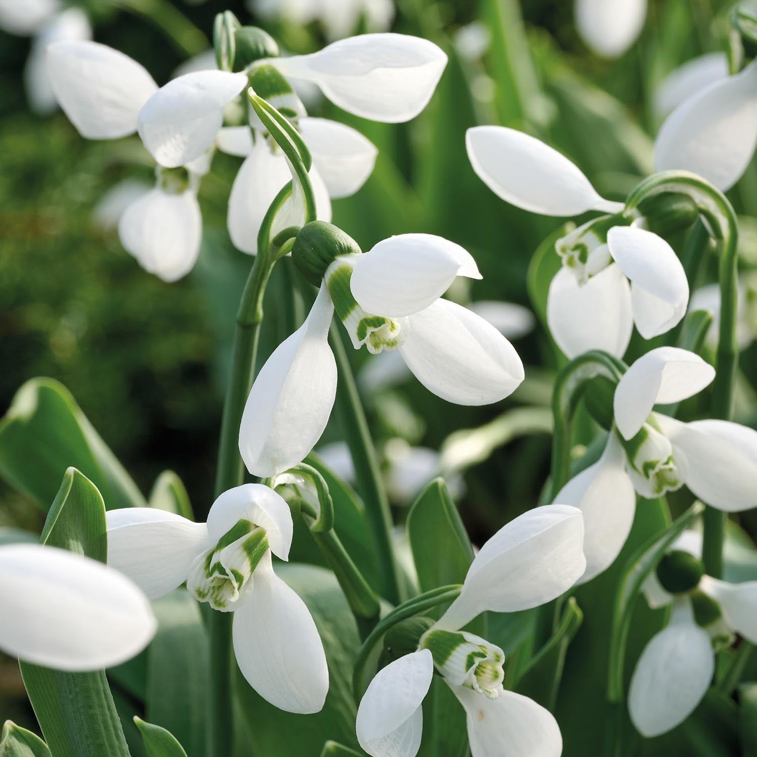 Schneeglöckchen, Galanthus 'Polar Bear'