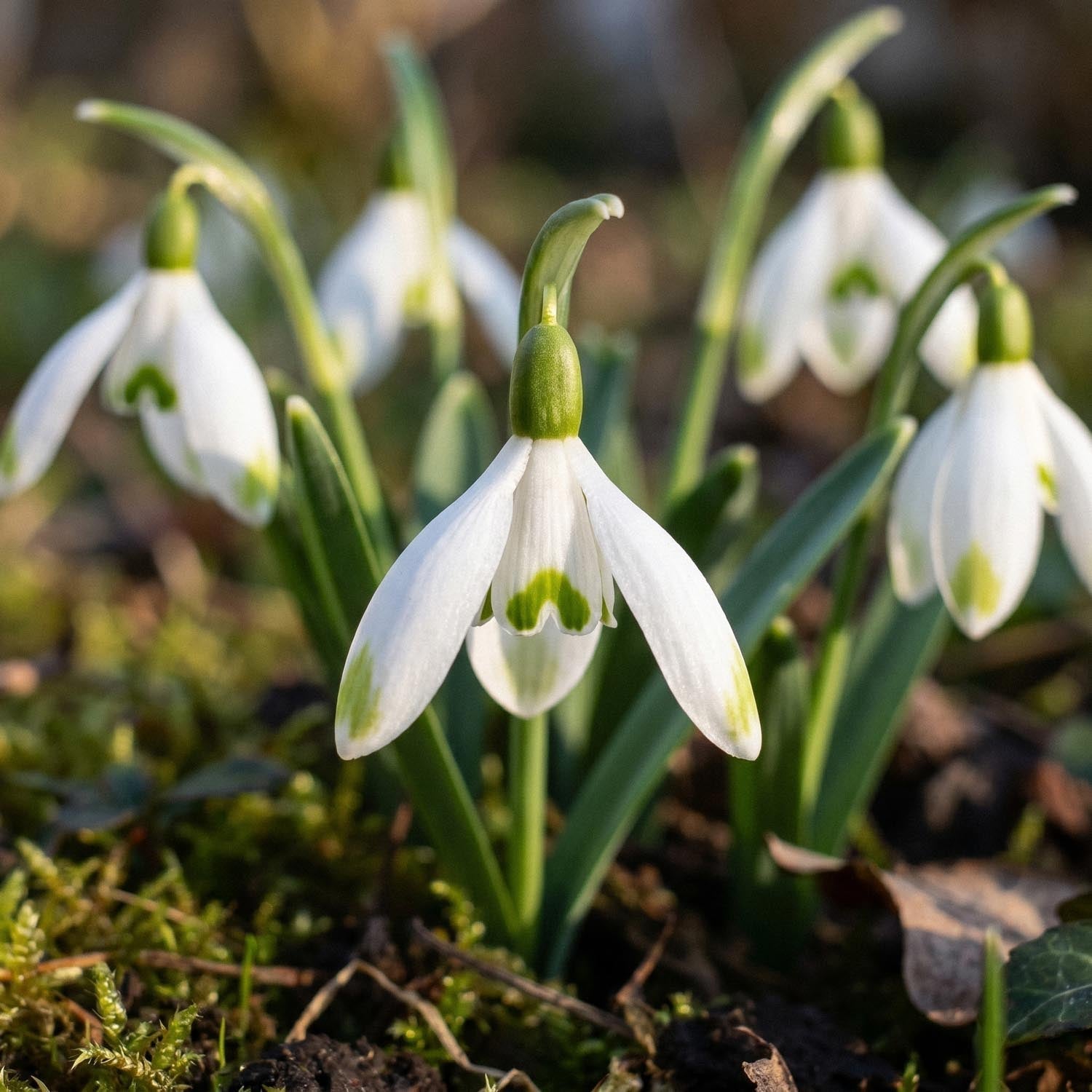 Schneeglöckchen, Galanthus 'Viridapice'