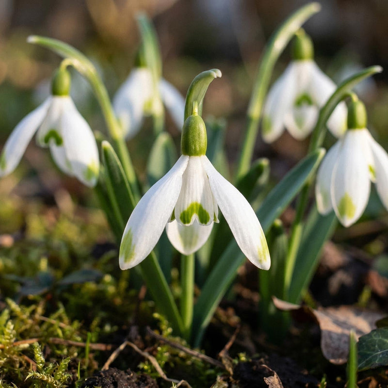 Schneeglckchen | Galanthus fr den Garten | Kaufen bei Blomea