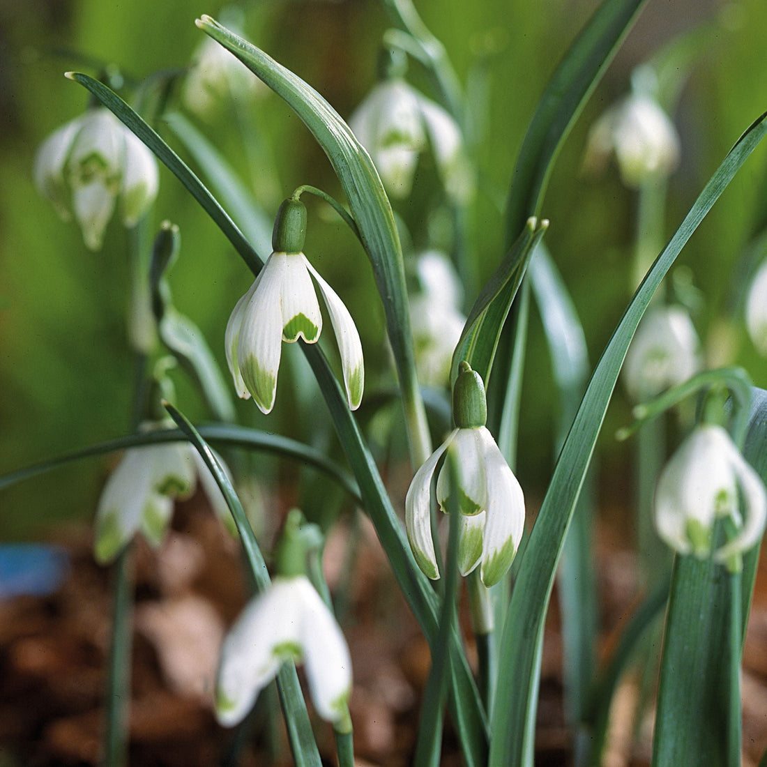 Schneeglöckchen, Galanthus 'Viridapice'