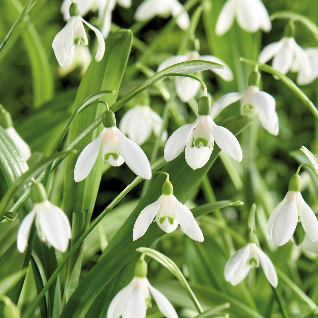 Schneeglöckchen, Galanthus 'Woronowii'