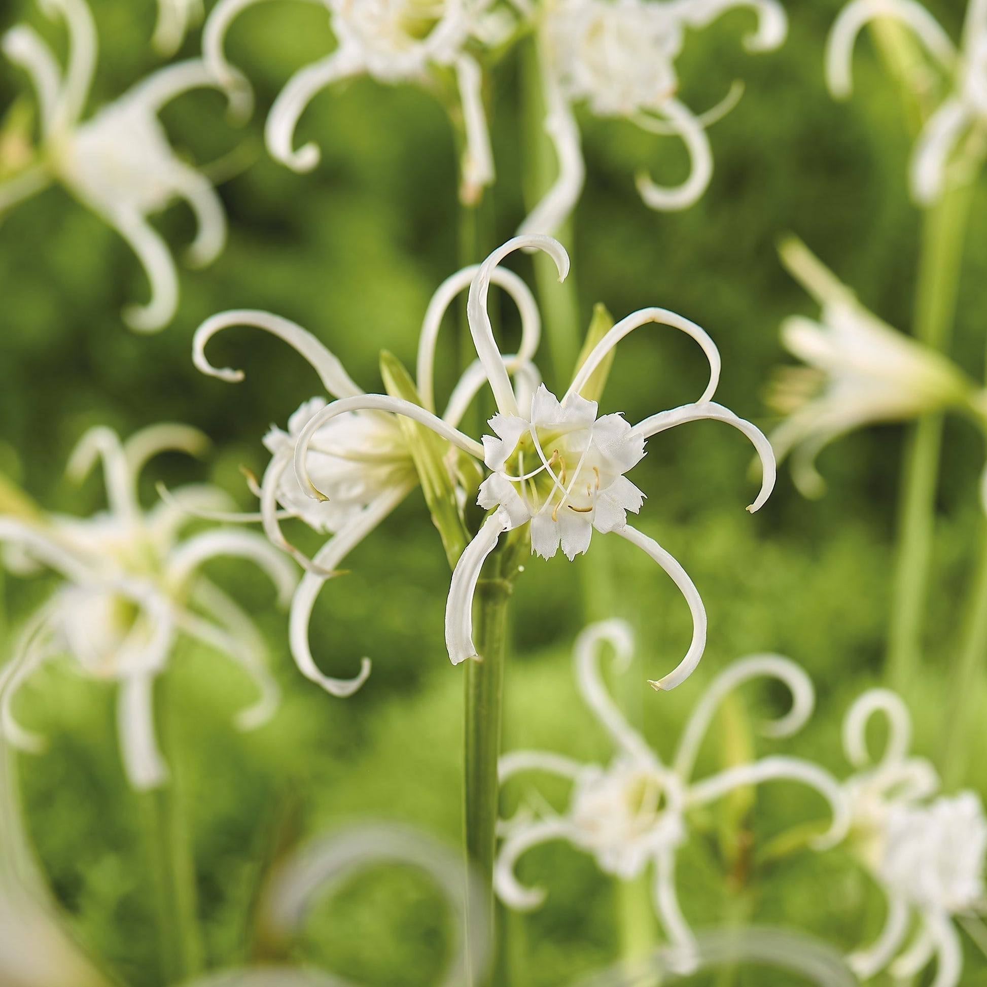Schönhäutchen, Hymenocallis 'Festalis'
