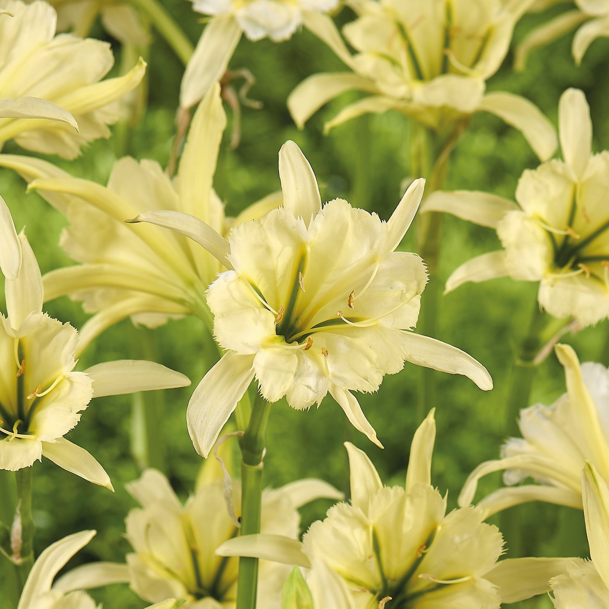 Schönhäutchen, Hymenocallis 'Sulphur'