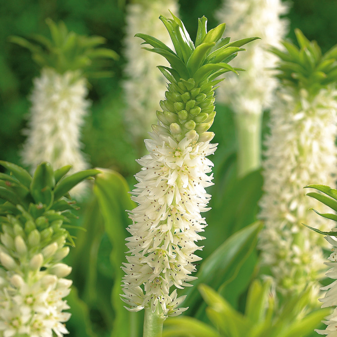 Schopflilie, Eucomis 'Autumnalis'