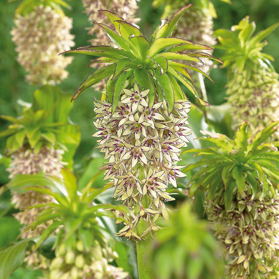 Schopflilie, Eucomis 'Bicolor'