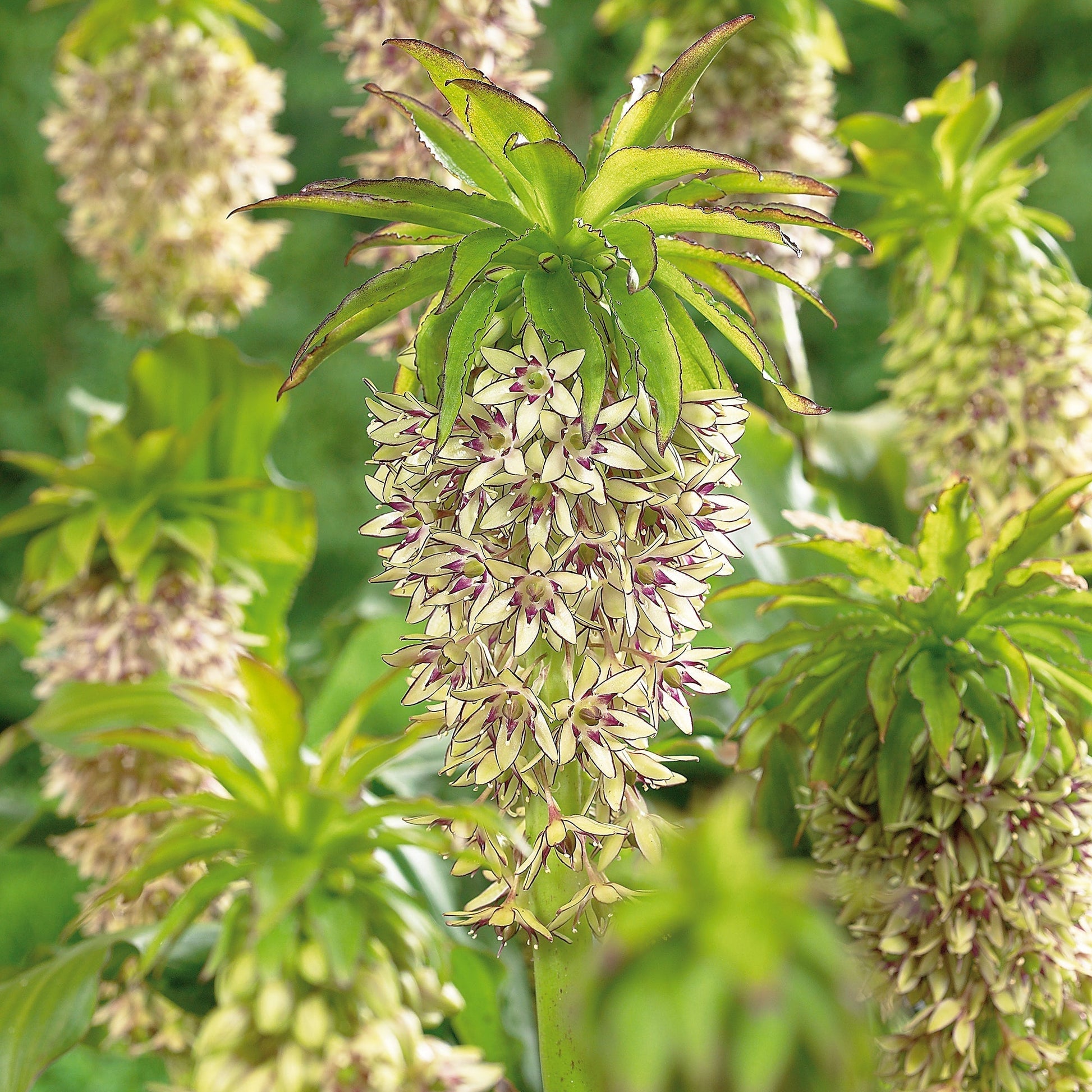 Schopflilie, Eucomis 'Bicolor'