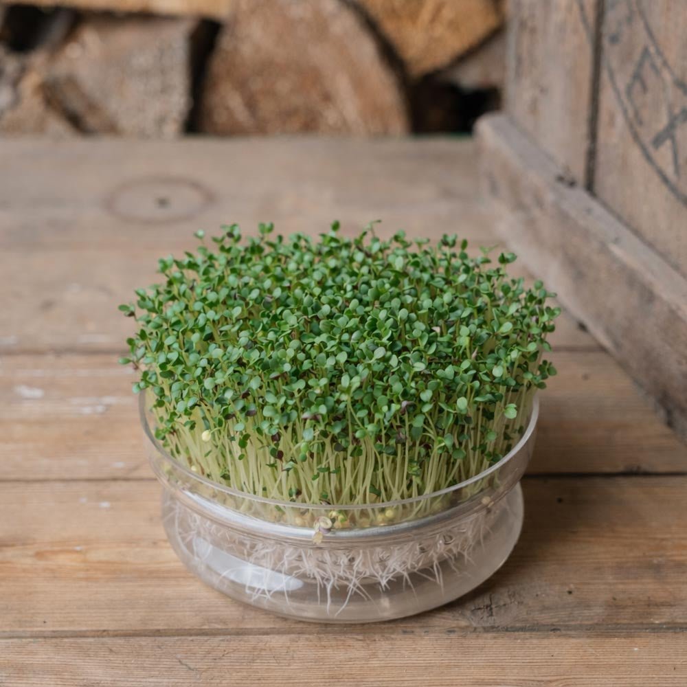 Schwarzer Palmkohl Microgreens Samen - 5100 Biosamen