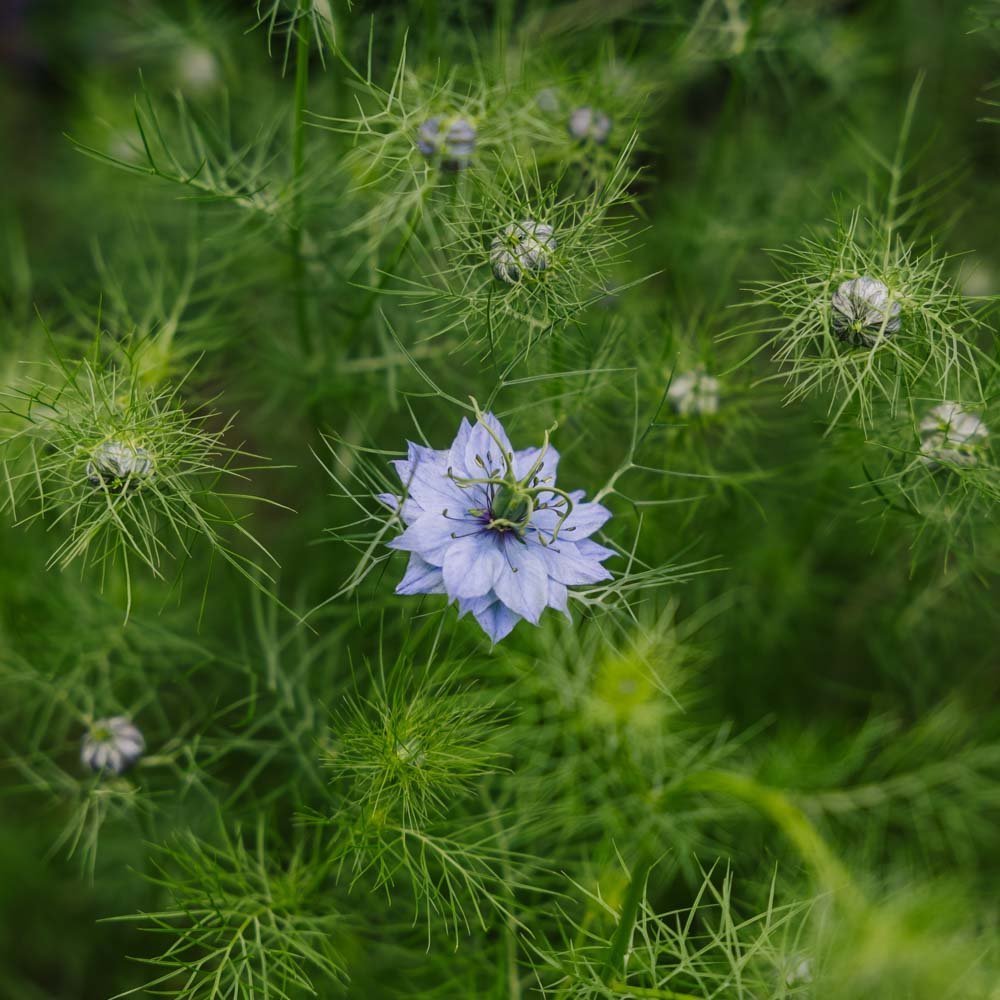Schwarzkümmel Samen - 100 Biosamen