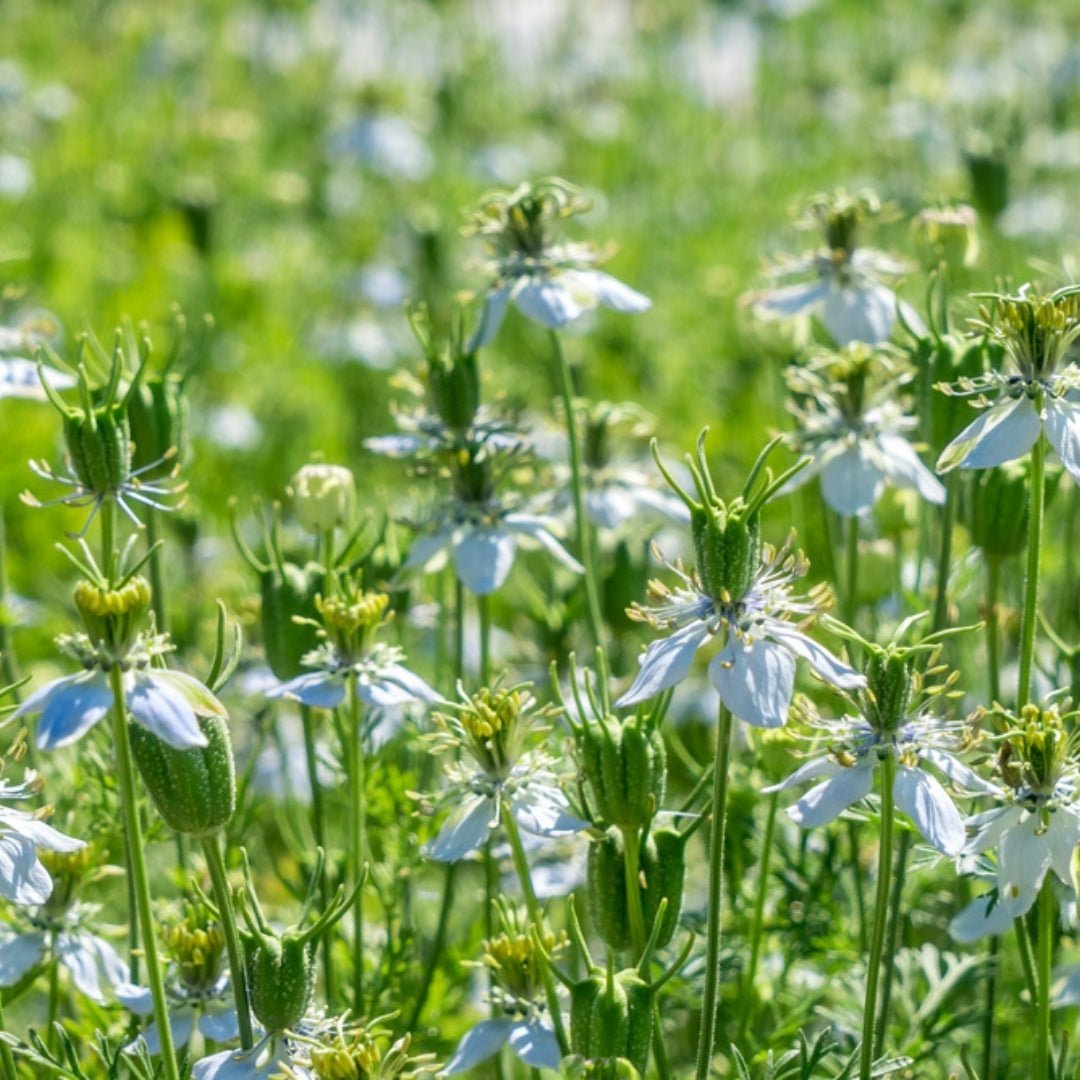 Schwarzkümmel Samen - 200 Biosamen