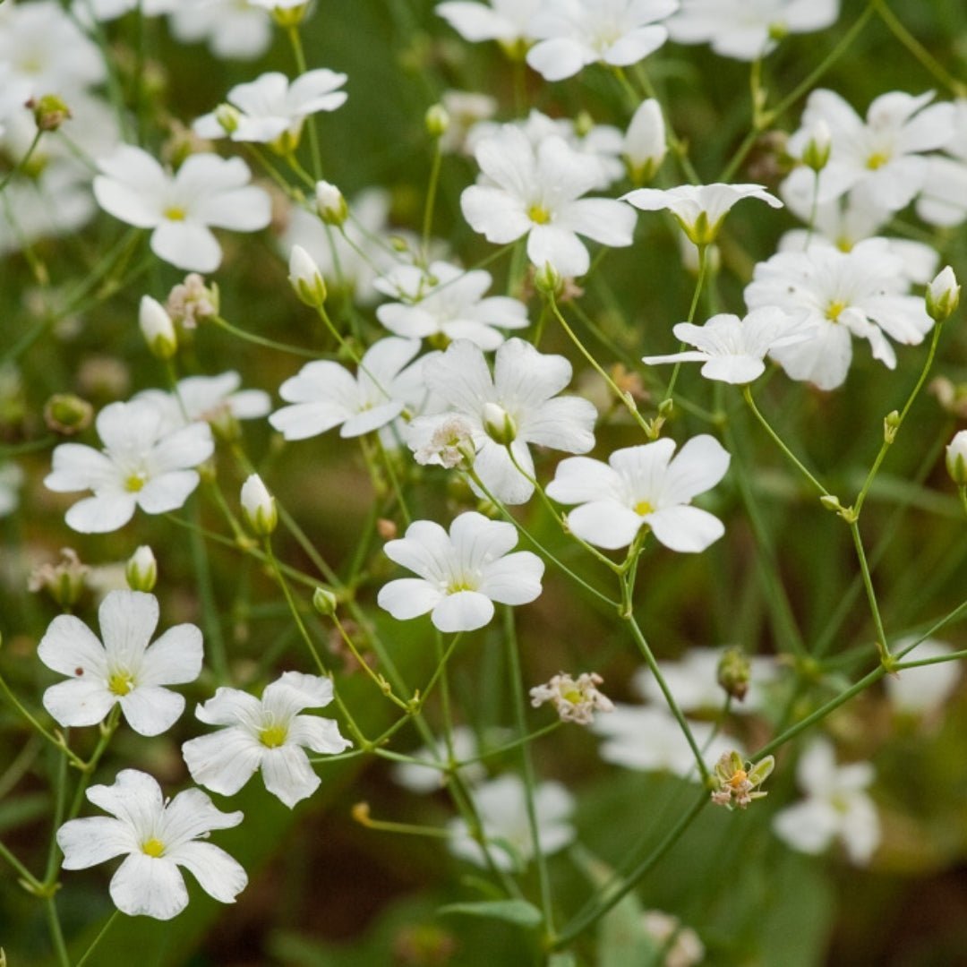 Seifenkraut Samen 'Soapwort' - 300 Biosamen