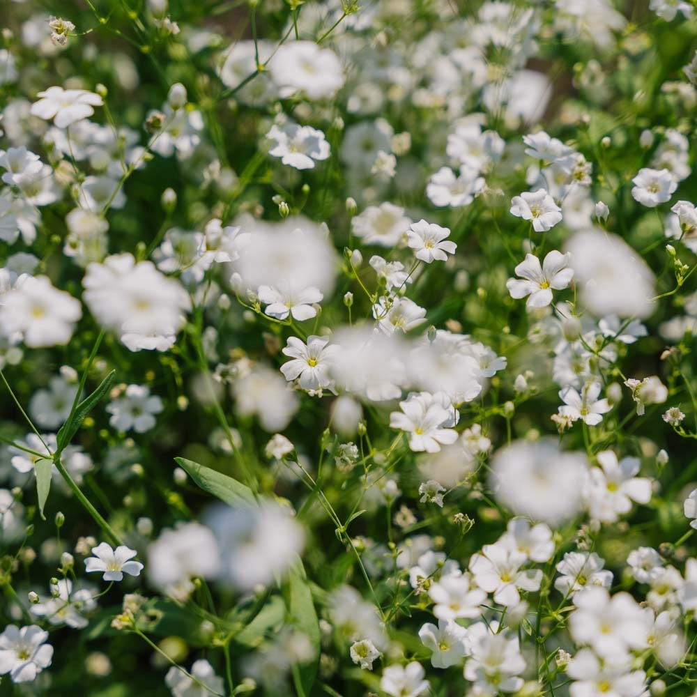 Seifenkraut Samen 'Soapwort' - 300 Biosamen