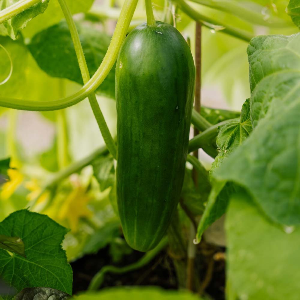 Snackgurken Samen 'La Diva' - 5 Biosamen