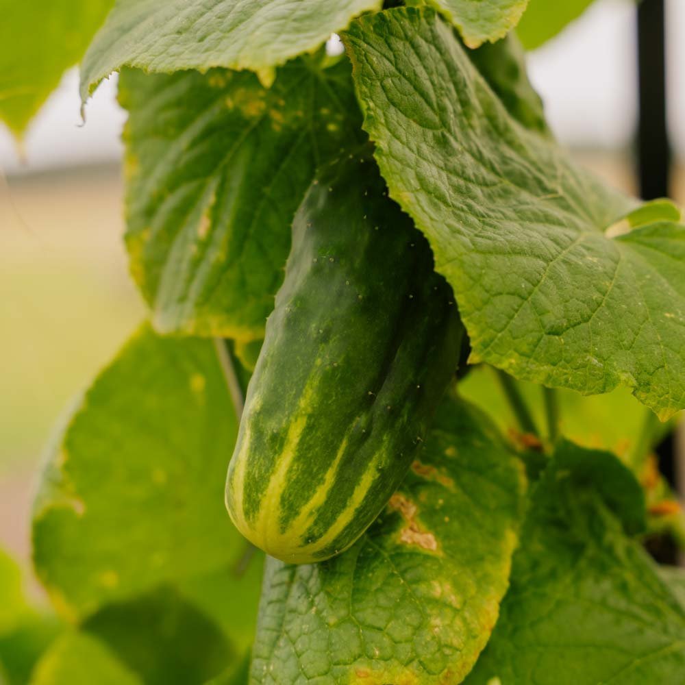 Snackgurken Samen 'Liefje' - 10 Biosamen