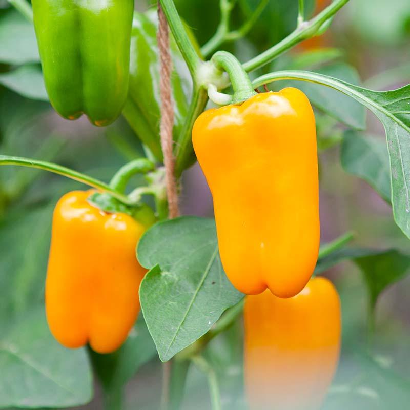 Snackpaprika Samen 'Radja' - 5 Biosamen