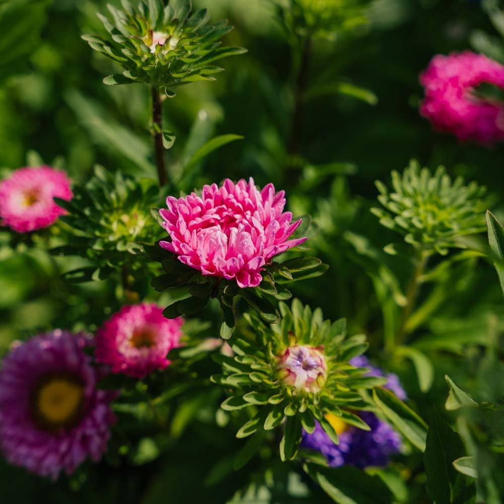 Sommeraster Samen 'Matsumoto Mix' - 125 Biosamen