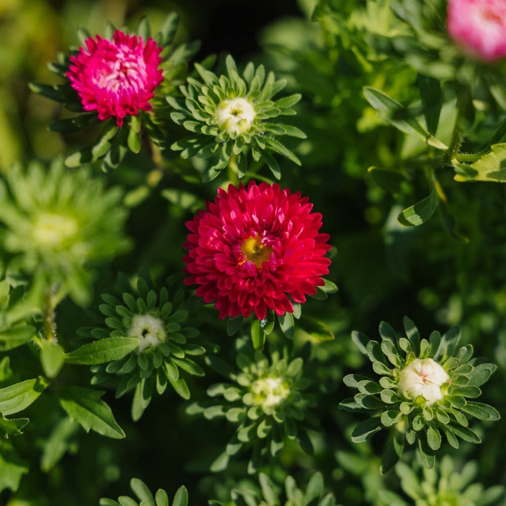 Sommeraster Samen 'Matsumoto Mix' - 125 Biosamen