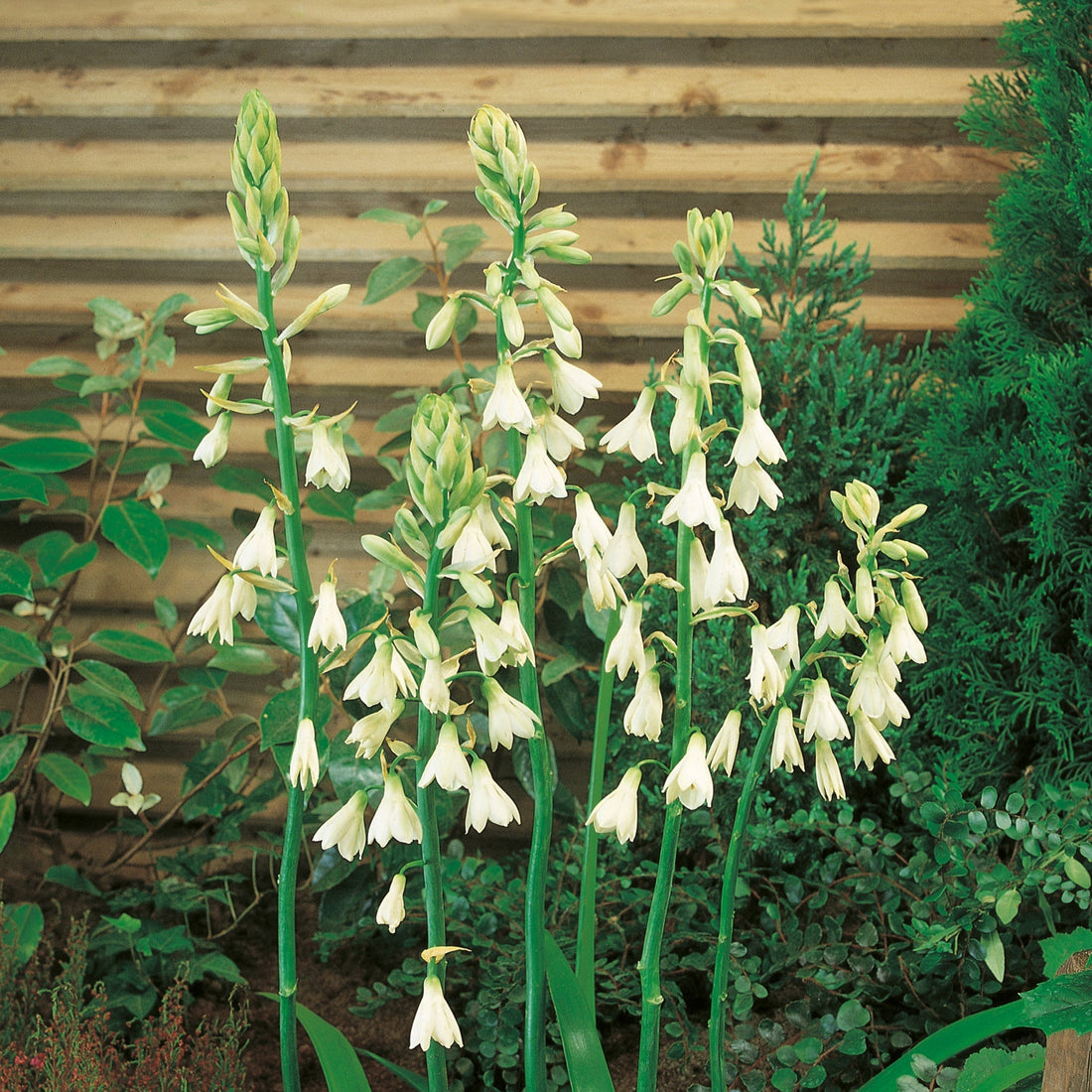 Sommerhyazinthe, Galtonia Candicans