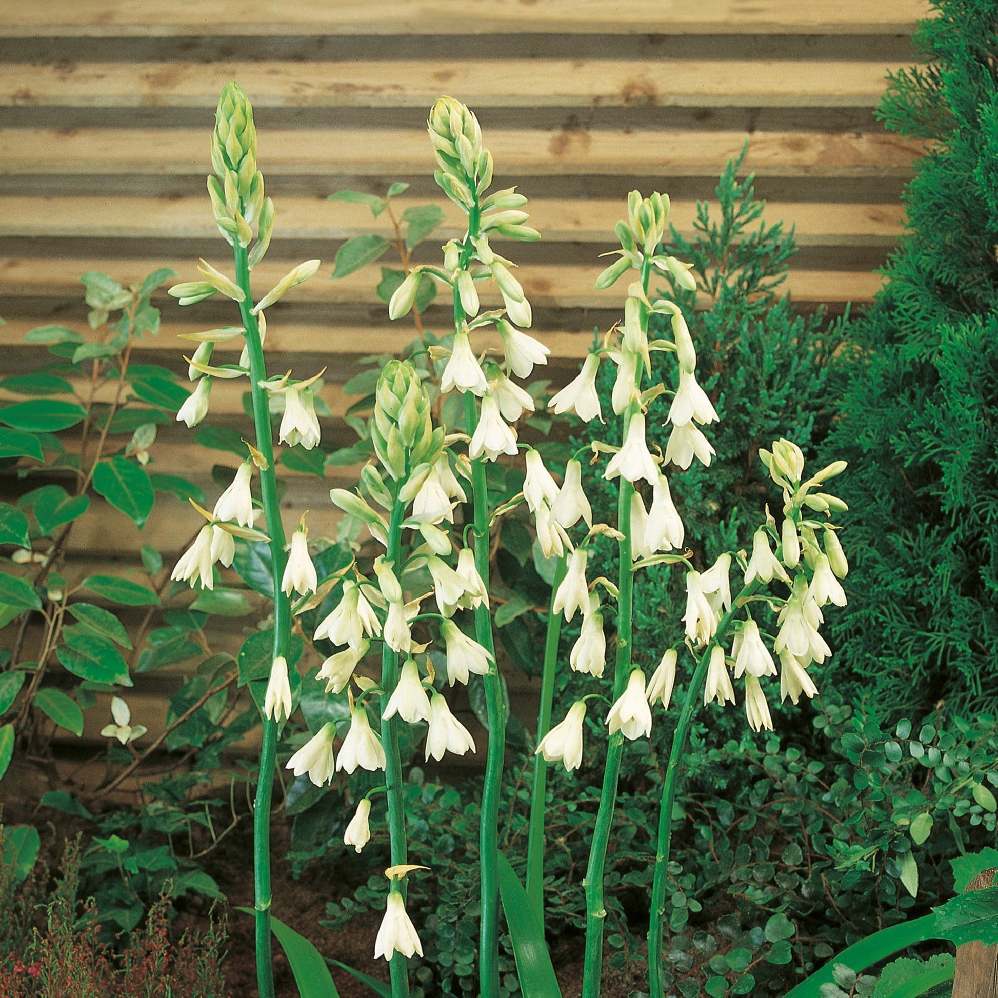 Sommerhyazinthe, Galtonia Candicans