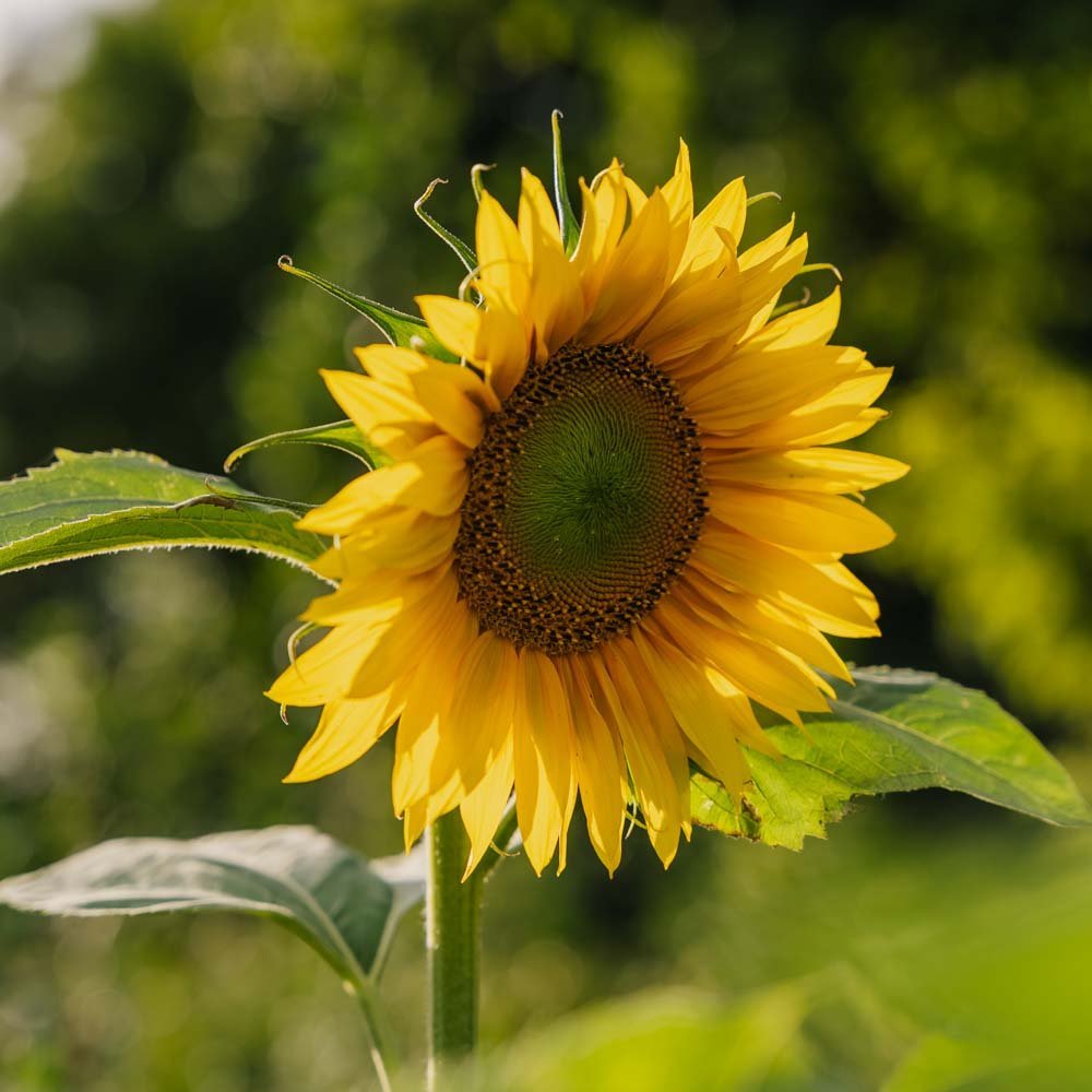 Sonnenblume Samen - 15 Biosamen