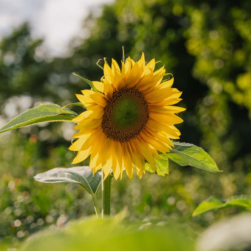 Sonnenblume Samen - 15 Biosamen