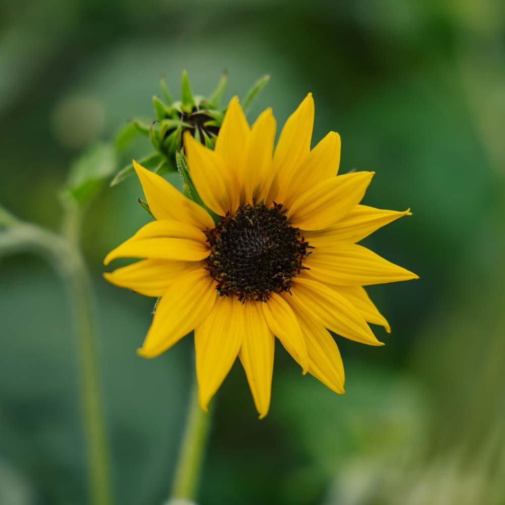 Sonnenblume Samen 'Helianthus debilis' - 40 Biosamen