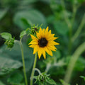 Sonnenblume Samen 'Helianthus debilis' - 40 Biosamen