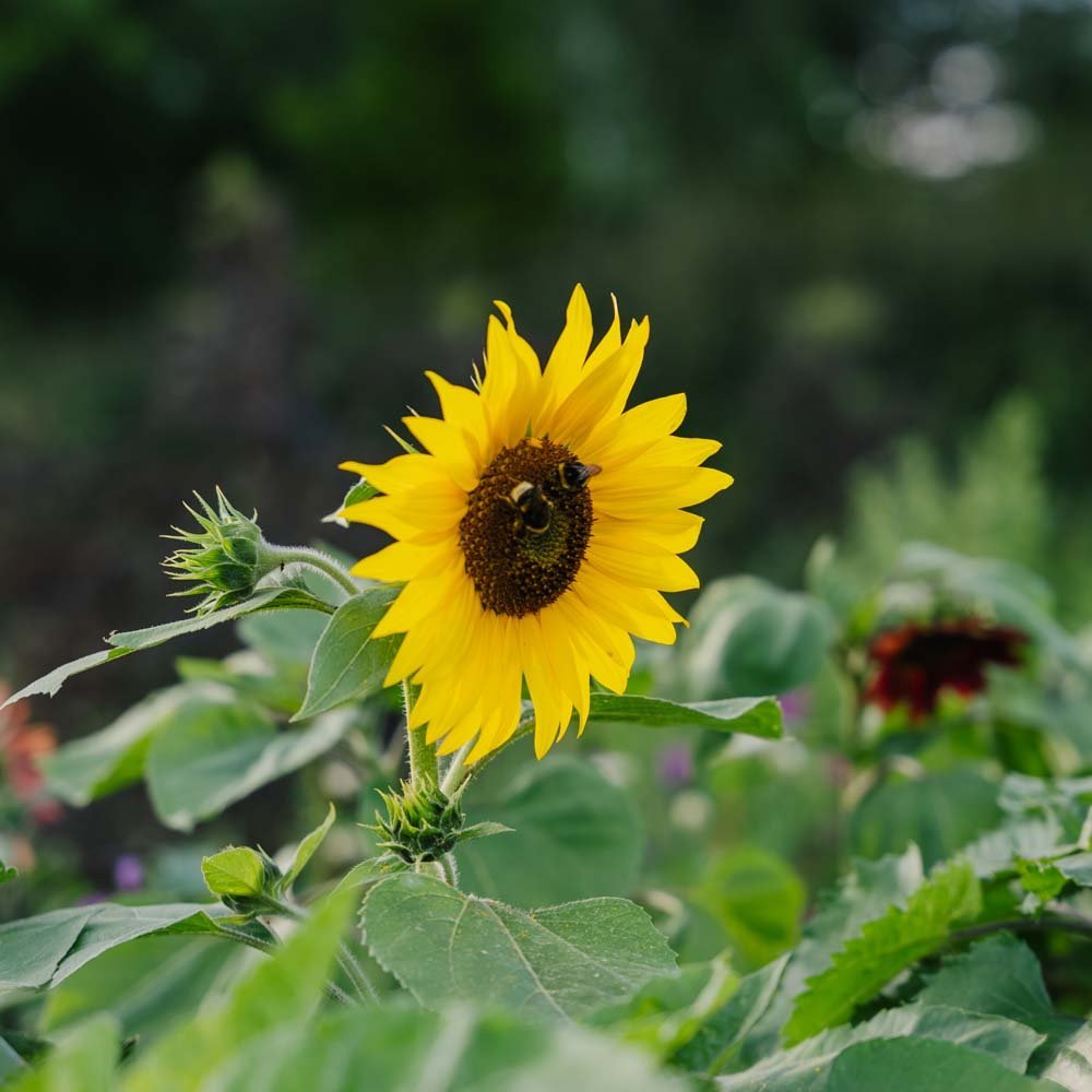 Sonnenblume Samen 'Helianthus debilis' - 40 Biosamen