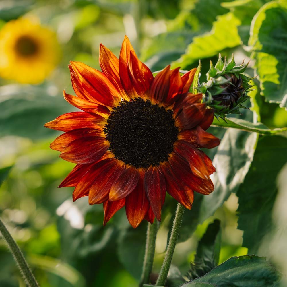 Sonnenblume Samen 'Velvet Queen' - 10 Biosamen