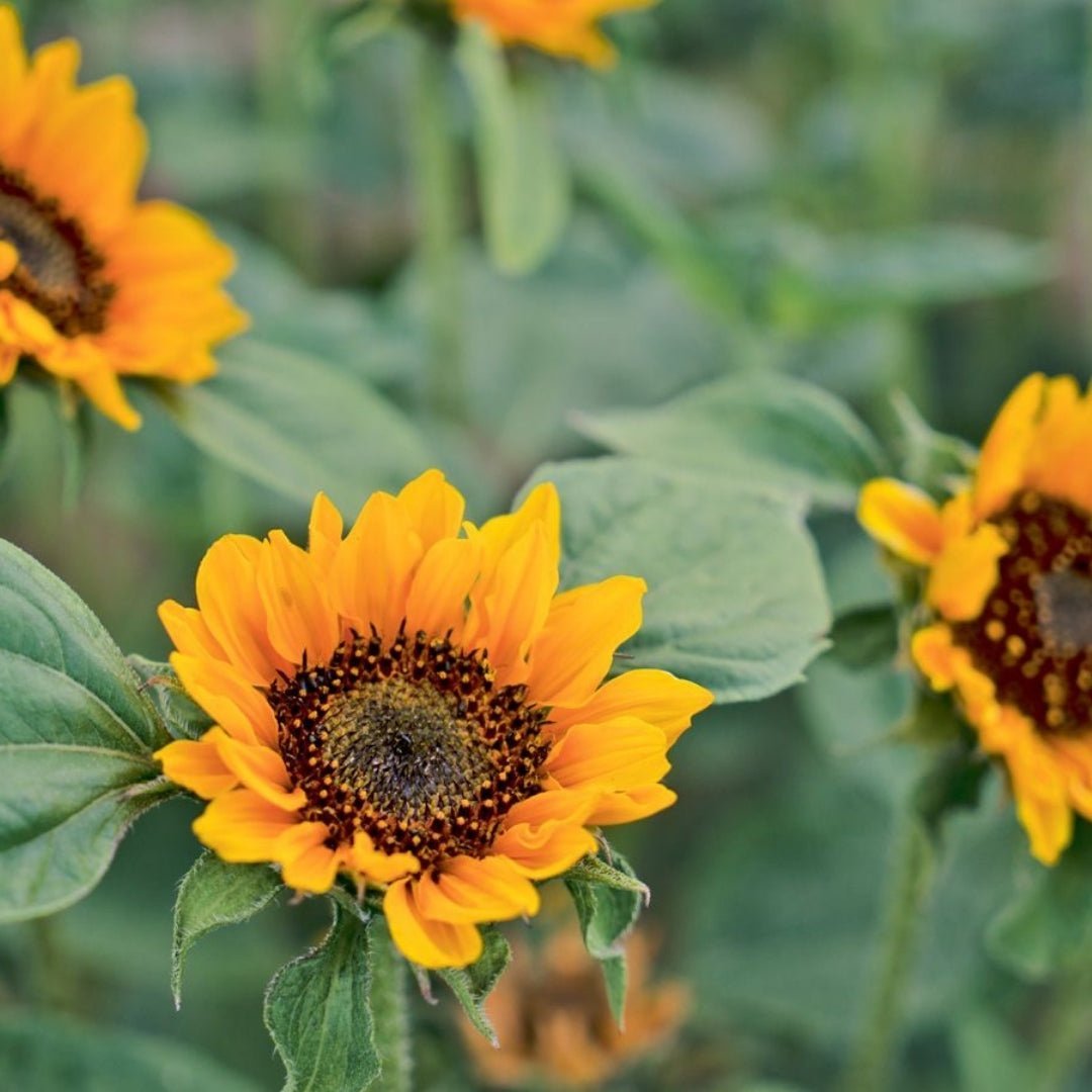 Sonnenblumensamen 'Hella' - 20 Biosamen