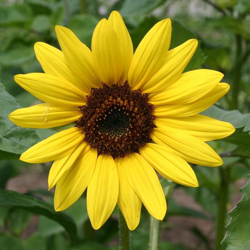 Sonnenblumensamen 'Medium Flowered' - 20 Biosamen