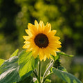 Sonnenblumensamen 'Medium Flowered' - 20 Biosamen