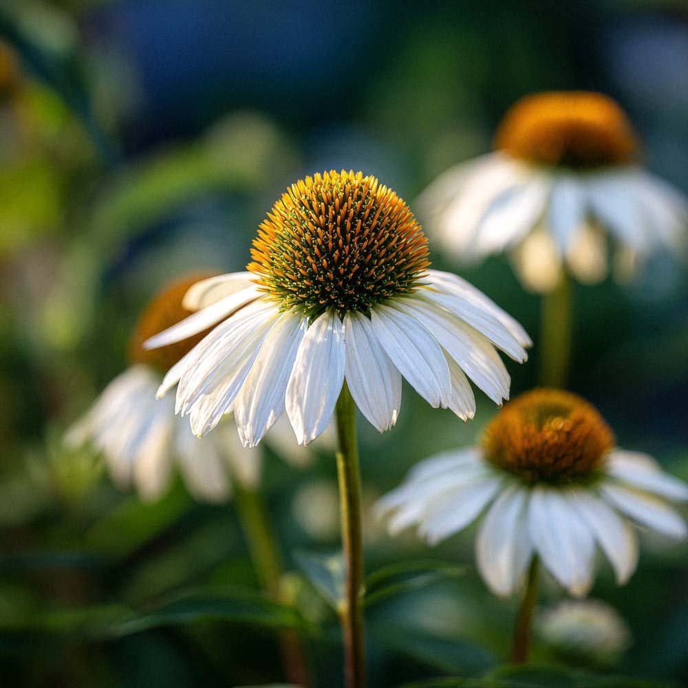 Sonnenhut Samen 'White Swan' - 20 Biosamen