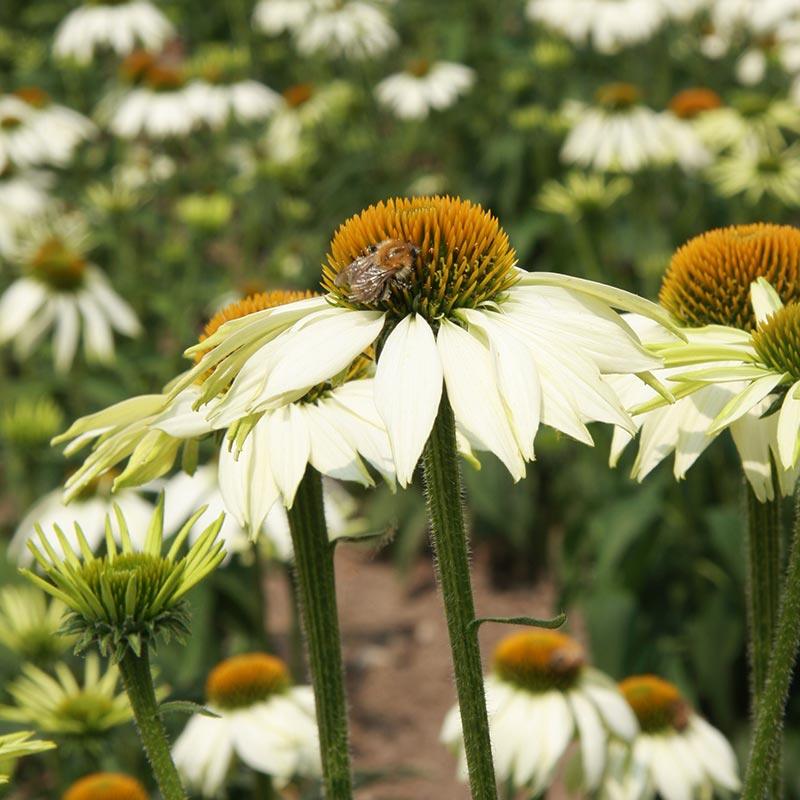 Sonnenhut Samen 'White Swan' - 20 Biosamen