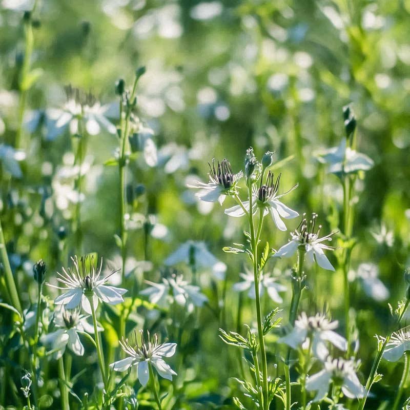 Sortkommen frø - 200 Økologiske Frø
