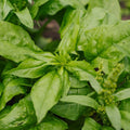 Spinat Samen 'Early Giant Leaf' - 125 Biosamen