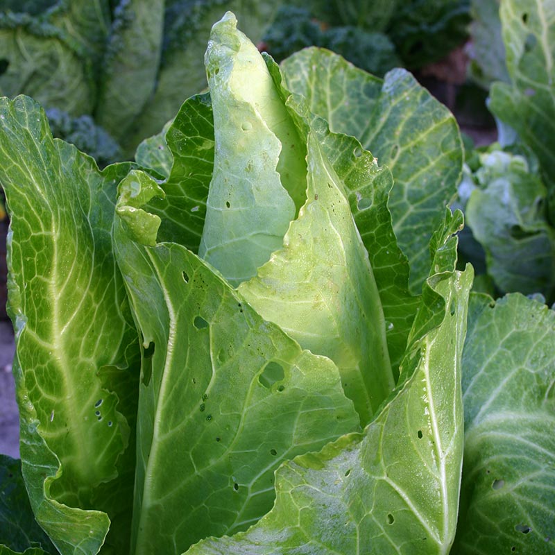 Spitzkohl Samen 'Filderkraut' - 100 Biosamen